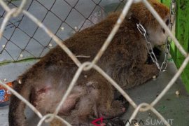 Monyet rusak isolator jaringan pln di Gunungsitoli