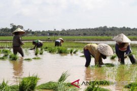Pemerintah segera bagikan kartu tani pupuk bersubsidi