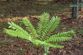 ULM bangun pabrik "effervescent" akar pasak bumi