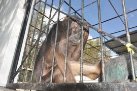 Perawatan kera hitam