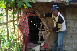 Aksi pencurian sapi marak di Aceh Utara