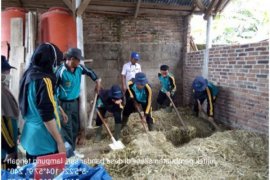 Mahasiswa STPP Bogor kaji teknologi pembuatan silase