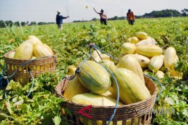 PERMINTAAN TIMUN SURI MENINGKAT Page 1 Small