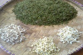 Peneliti IPB manfaatkan limbah tauge untuk turunkan kolesterol daging domba