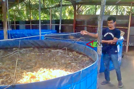 Kelompok budidaya di Pesisir Selatan kembangkan bioflok (video)