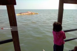 Matinya Ikan Paus di Probolinggo Diduga Terkena Baling-baling Kapal