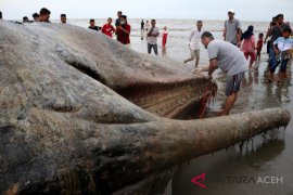 Paus sperma mati diperairan Aceh Timur