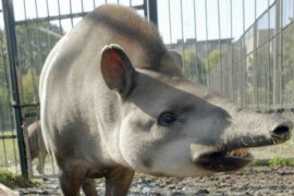 Tapir 'Cleopatra" Meramal Swedia Menang atas Korsel
