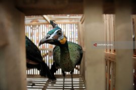 Evakuasi Merak Hijau