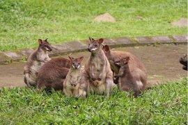 Australiana, Andalan Baru Taman Safari Prigen Menarik Wisatawan