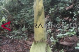 Puspa raksasa langka siap mekar di Bengkulu