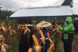Peserta sekolah lapang iklim panen raya jagung