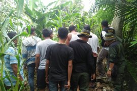 Warga Agam temukan jejak kaki Harimau Sumatera di lahan perkebunan jagung