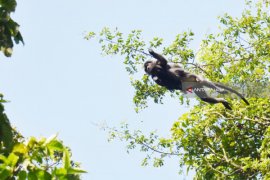 Lutung Jawa Gunung Lawu