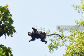 Lutung dahi Putih ditemukan di hutan adat di Tapin