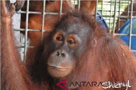 Lima orangutan dilepasliarkan di hutan Kutai Timur