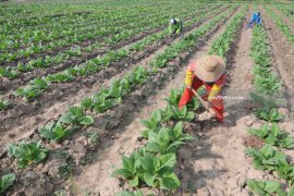 Produksi Tembakau Madura
