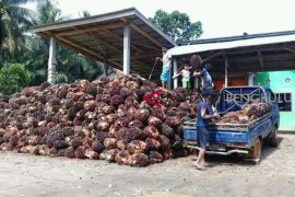 Harga terus merosot, Petani sawit Seluma hentikan panen