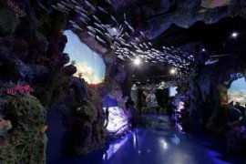 Bisnis tanaman air hias jangan dieksploitasi berlebihan