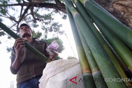 Penjualan Bambu Untuk "Nasi Jaha" Meningkat