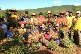 Beans harvest in Kiram tourism park