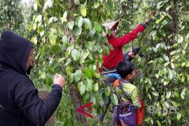Petani toboali mulai panen lada