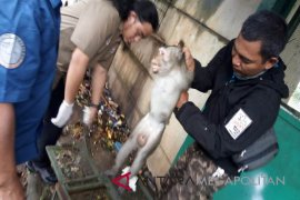 JAAN: Monyet ganas di Bekasi berjenis Alpha