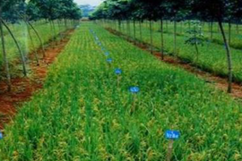 Lahan tidur dan telantar disarankan untuk pertanian padi gogo