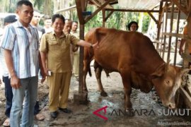 Pemkab Batubara akan serahkan pabrik pakan pada kelompok profesional