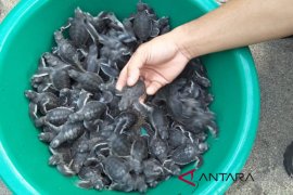 Enam bulan, Pariaman telah inkubasi 6.200 telur penyu