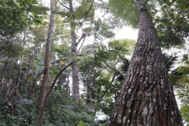 Peneliti IPB manfaatkan kulit dan daun surian berpotensi turunkan gula darah