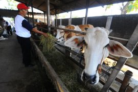 Peternakan sapi agro techno park