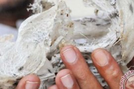 Perusahaan China-Indonesia akan bangun resor ekologi walet di Indonesia