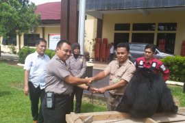 Tiga siamang diserahkan ke BKSDA