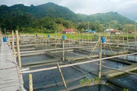 Pedagang Beli Ikan Hulu`u dari Danau Tondano