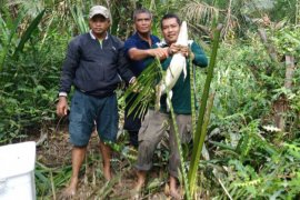 BKSDA Jambi lepasliarkan buaya muara