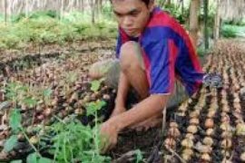 Distan Didik Petani Bengkalis Melalui SLPHT
