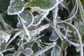 Cuaca dingin sebabkan daun membeku di Bandung