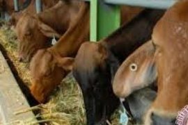 Distan Bengkalis Laksanakan Dua Upaya Khusus