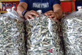 Tidak disangka pedagang ikan bilih raih omset segini tiap hari