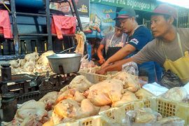 Harga Daging Ayam di Bojonegoro Stabil Tinggi