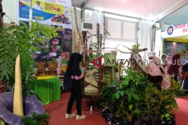 Bengkulu gelar Festival Bumi Rafflesia 2018