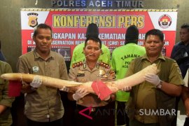 POLISI UNGKAP KASUS PEMBUNUHAN GAJAH JINAK Page 1 Small