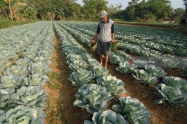 Biaya Tambahan Petani Sayur