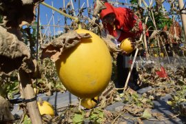 Hari Krida Pertanian Magetan