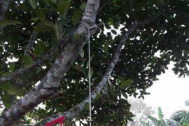 Warga NTT ditemukan tewas tergantung di Sebatik