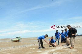 Bakamla tinjau lokasi penanaman mangrove di Sebatik