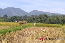Diserang hama tikus, produksi gabah Kecamatan Guguak Limapuluh Kota turun 50 persen