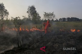 Kebakaran Lahan Di Pulau Semambu Page 5 Small