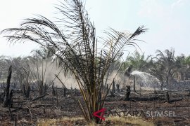 Kebakaran Lahan Gambut DIperkebunan Sawit Page 2 Small